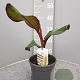 Ensete ventricosum 'Maurelii' GM P17