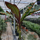 Ensete ventricosum 'Maurelii' GM Per 300 Zaden