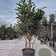 Eriobotrya japonica 200-250 cm cont. 130L meerstammig