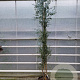 Eucalyptus gunnii Azura 200-250 cm 25L