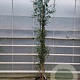 Eucalyptus gunnii Azura 200-250 cm 25L
