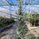 Eucalyptus gunnii Azura 200-250 cm 35L