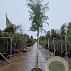 Eucalyptus gunnii Azura 200 cm stam 50L 12-14