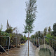 Eucalyptus gunnii Azura 200 cm stam 50L 12-14