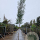 Eucalyptus gunnii Azura 200 cm stam 50L 12-14