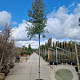 Eucalyptus gunnii 180 cm stam cont. 500L 20-25