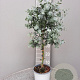 Eucalyptus gunnii 80 cm 3,0L stam