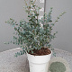 Eucalyptus gunnii GM P17
