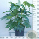 Fatsia japonica 60-80 cm 12L