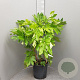 Fatsia japonica 100-125 cm 18L