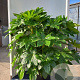 Fatsia japonica 100-125 cm container meerstammig