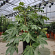 Fatsia japonica 80-100 cm container