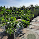 Ficus carica 100-125 cm 30L