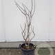 Ficus carica 100-125 cm 30L