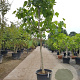 Ficus carica 120 cm stam container 14-16
