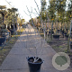 Ficus carica 150-175 cm container 