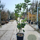 Ficus carica 150-175 cm container meerstammig
