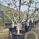 Ficus carica 150 cm stam container 20-25 lei 150x150