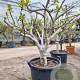 Ficus carica 150 cm stam container 30-35 extra