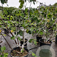 Ficus carica 175-200 cm container meerstammig