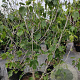 Ficus carica 175-200 cm container meerstammig