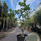Ficus carica 175-200 cm container meerstammig