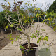Ficus carica 175-200 cm container meerstammig