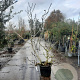Ficus carica 175-200 cm container meerstammig