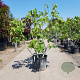 Ficus carica 175-200 cm container meerstammig