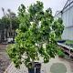 Ficus carica 175-200 cm container meerstammig
