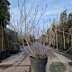 Ficus carica 175-200 cm container meerstammig