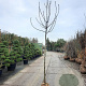 Ficus carica 180 cm stam draadkluit 10-12
