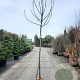 Ficus carica 180 cm stam draadkluit 12-14