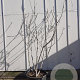 Ficus carica 200-250 cm container meerstammig