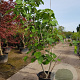 Ficus carica 200-250 cm container meerstammig
