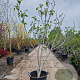 Ficus carica 250-300 cm container meerstammig