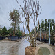 Ficus carica 250-300 cm draadkluit meerstammig 175-200 diameter