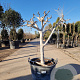 Ficus carica 250 cm stam container 20-25