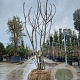 Ficus carica 300-350 cm draadkluit meerstammig bijenkorf