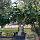 Ficus carica 50 cm container 80-100