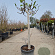 Ficus carica 80 cm stam container 16-18 lei 120x120