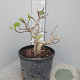 Ficus carica GM 35L