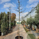 Ficus car. 'Brogiotto Nero' 220 cm stam container 16-18