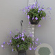 Streptocarpus saxorum GM C6L