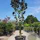 Fraxinus pen. 'Crispa' 250-300 cm container meerstammig