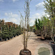 Ginkgo biloba 300-350 cm container meerstammig