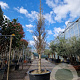 Ginkgo biloba 400-450 cm container solitair