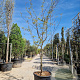 Gleditsia triac. 'Rubylace' 250-300 cm container meerstammig