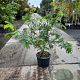 Gleditsia triac. 'Sunburst' 125-150 cm 20L met stok
