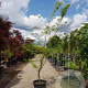 Gleditsia triac. 'Sunburst' 300-350 cm container meerstammig